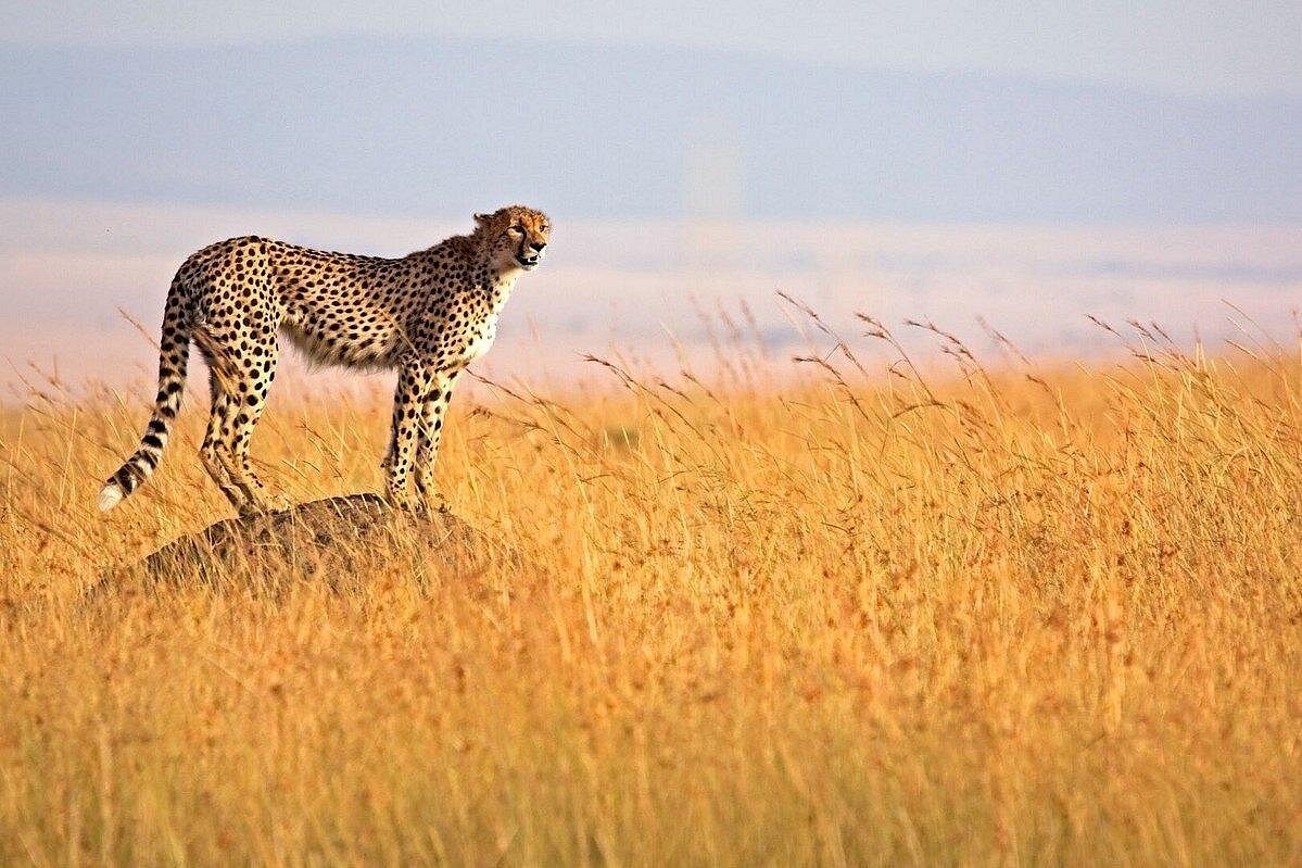 Nairobi City Guide for Safari Travellers: Elephants, Giraffes & Great Restaurants