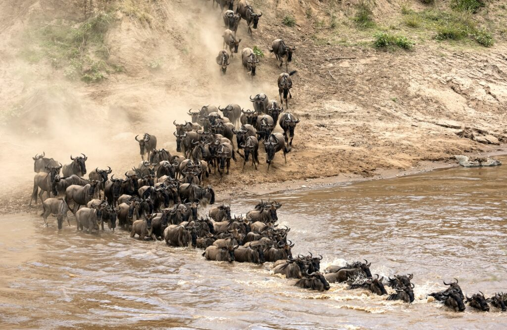 7 Days Tanzania Signature Safari